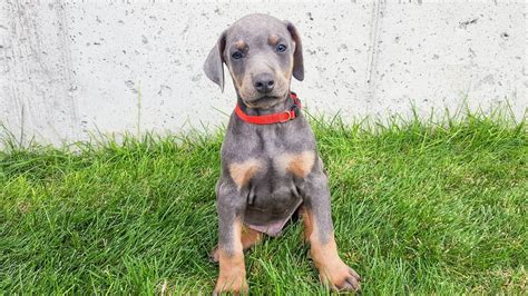 doberman puppies for sale baton rouge|blue and fawn doberman breeders.